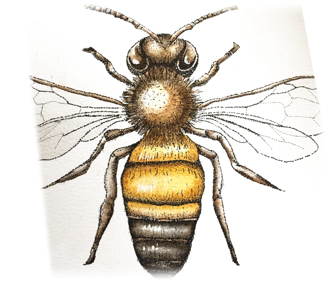 Dibujo en puntillismo con acuarela: una abeja vista desde arriba, con las alas extendidas y el cuerpo en ocres.