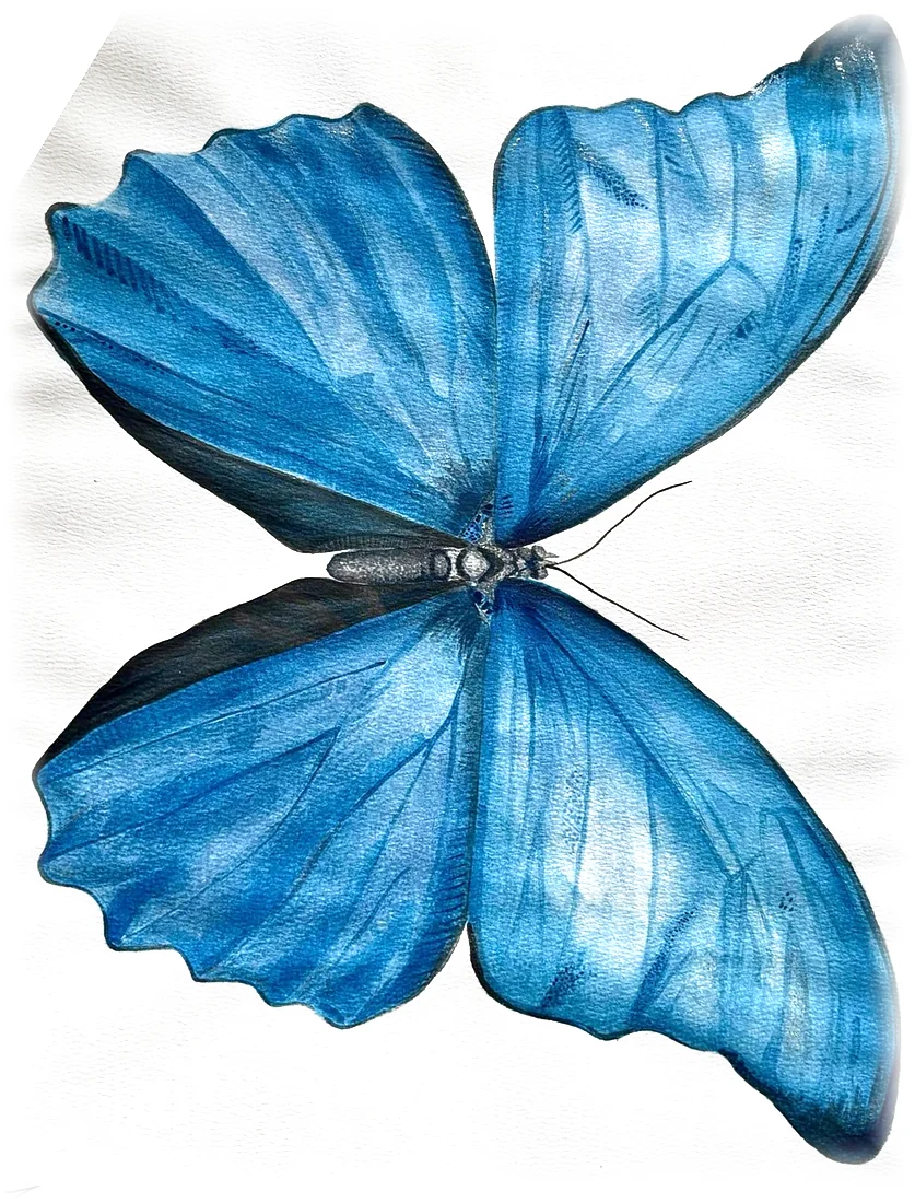 Acuarela en azul: una mariposa morpho con las alas abiertas.