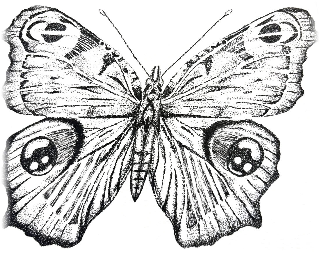 Dibujo en puntillismo, en tinta negra: una mariposa pavo real con los ojos dibujados en las alas.